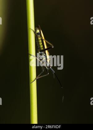 Plongez dans le monde miniature de créatures captivantes : Macro Magic - Un regard plus attentif révèle la beauté et la merveille des insectes, où chaque détail tient Banque D'Images