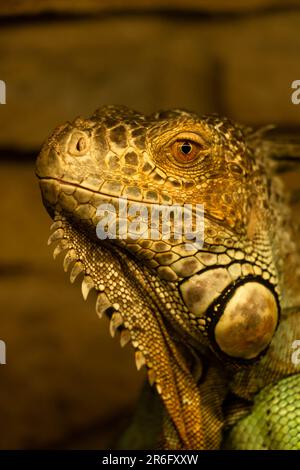 Gros plan vertical d'un iguane vert sous des lumières jaunes Banque D'Images