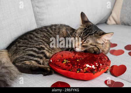 Mignon jeune chat dormant au cœur rouge sur le canapé, le jour de la Saint-Valentin du chat. Banque D'Images