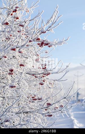 Recouvert de branches de givre d'un buisson de rowan avec des baies rouges sur le fond d'un ciel bleu d'hiver Banque D'Images