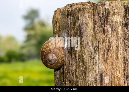 Escargot de terre attaché à l'écorce d'une vieille souche d'arbre avec un fond de nature vert flou un jour ensoleillé, gastropod mollusque avec un texte irrégulier Banque D'Images