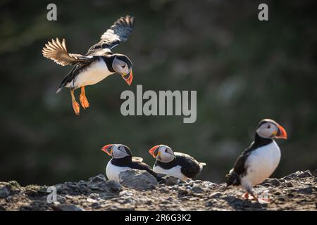 Macareux de l'Atlantique sur l'île Skomer, pays de Galles Banque D'Images