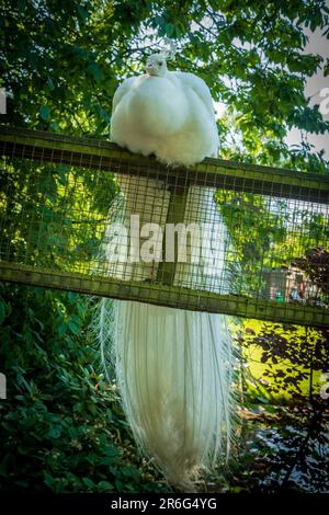 Albino homme paon assis sur une clôture. Banque D'Images