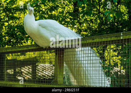 Albino homme paon assis sur une clôture. Banque D'Images