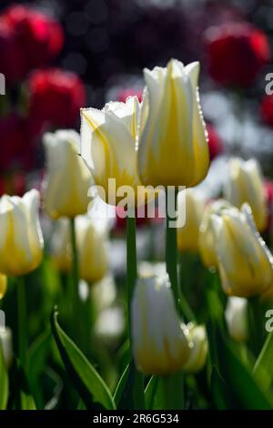 Tulipes jaunes et blanches avec fleurs rouges en arrière-plan - printemps Banque D'Images