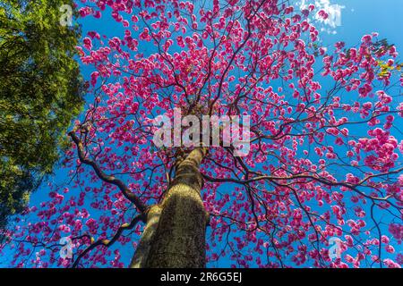 (Handroanthus heptaphyllus) gros plan de la belle trompette rose , Tabebuia rosea en pleine floraison. Ipê rosa, rose ipê. Brasília DF Banque D'Images