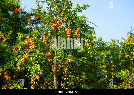 Duranta erecta est une espèce d'arbuste à fleurs de la famille Verbena Verbenaceae. Ses noms communs incluent la goutte d'eau dorée, la baie de pigeon et le puits de fleur Banque D'Images