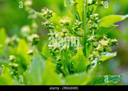 Mercury de chien (mercurialis perennis), gros plan de la plante forestière commune mais souvent négligée, celle-ci montrant des pointes de la fleur mâle. Banque D'Images