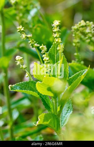 Mercury de chien (mercurialis perennis), gros plan de la plante forestière commune mais souvent négligée, celle-ci montrant des pointes de la fleur mâle. Banque D'Images