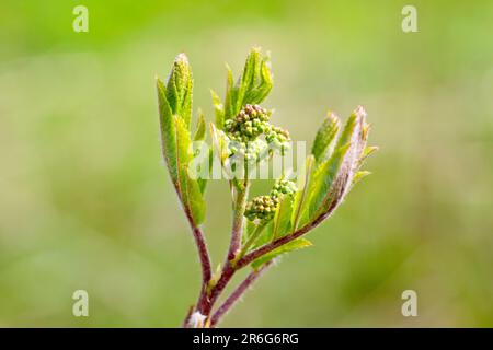 Rowan ou cendres de montagne (sorbus aucuparia), gros plan montrant les feuilles commençant à s'ouvrir et un jet de fleurs. Banque D'Images