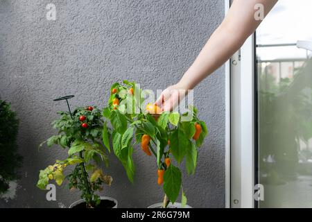 Une femme pite les fruits de piments chauds cultivés dans un jardin de balcon. Banque D'Images