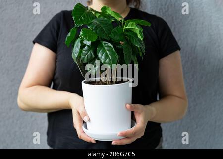 Une femme tient une casserole blanche avec un arbre de café qui pousse en elle. Banque D'Images