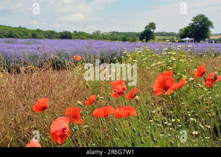 Plusieurs coquelicots (Papaver rhoeas) poussant près d'un champ de lavande par une journée ensoleillée d'été. Image horizontale avec mise au point sélective Banque D'Images