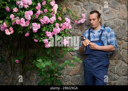 Jeune fleuriste de jardinier attrayant en tenue de travail, tenant des ciseaux de jardinage, debout près d'un buisson de roses en fleur Banque D'Images