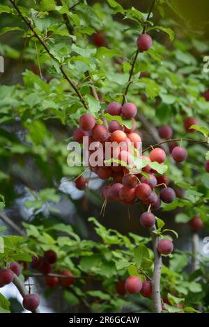 Un gros plan d'une branche d'arbre avec de petits raisins mûrs Banque D'Images