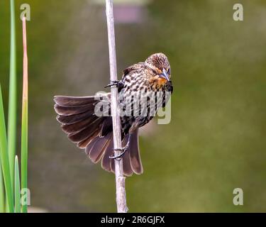 Vue rapprochée de la femelle Blackbird ailé de rouge, perchée sur un feuillage de queue de chat avec un arrière-plan flou dans son environnement et son habitat environnant. Banque D'Images