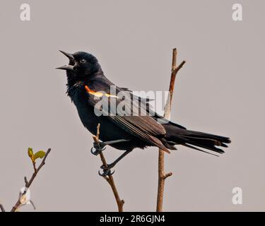 Vue rapprochée de Blackbird à ailes rouges, perchée sur une branche avec fond de ciel gris dans son environnement et son habitat environnant. Banque D'Images