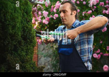 Jardinier en uniforme de travail bleu, tenant un sécateur et coupant une haie dans le jardin. Décoration de maison et de jardin Banque D'Images