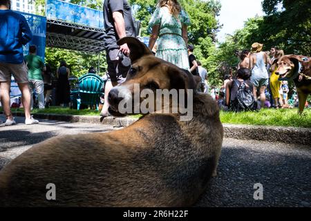 Seattle, États-Unis. 20th mai 2023. Chien au parc Denny à South Lake Union. Banque D'Images