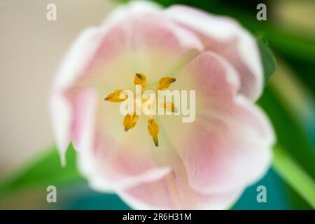 Fleur de tulipe rose gros plan encore avec des pétales lisses et des pistils de pollen jaune Banque D'Images