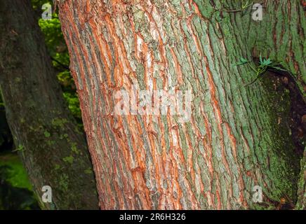 Gros plan sur l'écorce d'érable. Le nom latin est Acer saccharum. Texture du corps Acer. Arrière-plan du bois vivant. Peau de la nature forestière. Banque D'Images