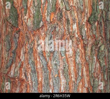 Gros plan sur l'écorce d'érable. Le nom latin est Acer saccharum. Texture du corps Acer. Arrière-plan du bois vivant. Peau de la nature forestière. Banque D'Images