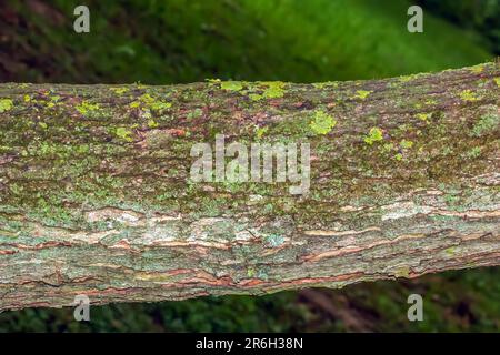 Gros plan sur l'écorce d'érable. Le nom latin est Acer saccharum. Texture du corps Acer. Arrière-plan du bois vivant. Peau de la nature forestière. Banque D'Images