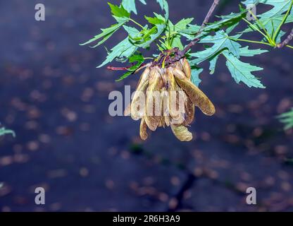 Feuilles et graines d'érable vert. Érable à sucre ou Acer saccharum. Banque D'Images