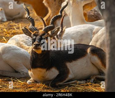 Gros plan d'une antilope noire reposant parmi les antilopes blanches sur un champ Banque D'Images