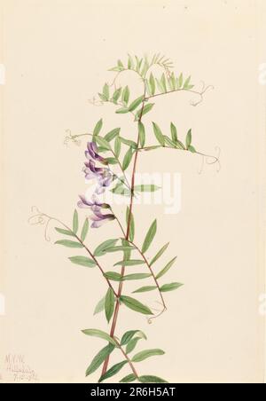 Fetch américain (Vicia americana). Date: 1922. Aquarelle sur papier. Musée: Smithsonian American Art Museum. Banque D'Images