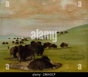 Buffalo Bulls dans un wallow. huile sur toile. Date: 1837-1839. Musée: Smithsonian American Art Museum. Banque D'Images