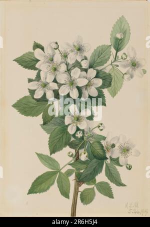 BlackBerry de Highbush (Rubus argutus). Date: 1919. Aquarelle sur papier. Musée: Smithsonian American Art Museum. Banque D'Images