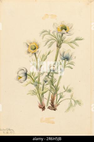 Plume Anemone (Pulsatilla occidentalis). Date: 1917. Aquarelle sur papier. Musée: Smithsonian American Art Museum. Banque D'Images