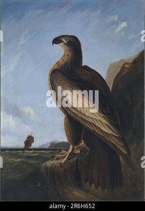 Aigle marin de Washington. huile sur toile. Date : env. 1836-1839. Musée: Smithsonian American Art Museum. Banque D'Images