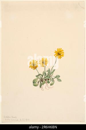 Golden Fleabane (Erigeron aureus). Date: 1904. Aquarelle sur papier. Musée: Smithsonian American Art Museum. Banque D'Images