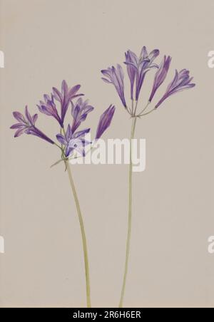 Noix de Brodiaea laxa. Date: 1933. Aquarelle sur papier. Musée: Smithsonian American Art Museum. Banque D'Images
