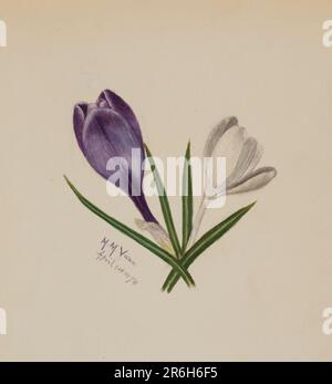 Sans titre (crocuses). Date: 1874. Aquarelle sur papier. Musée: Smithsonian American Art Museum. Banque D'Images