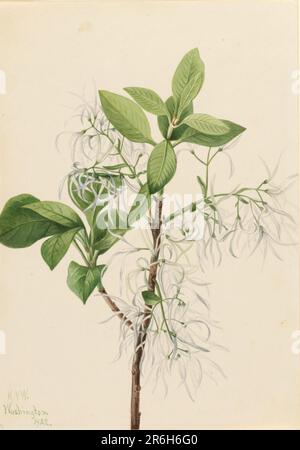 Frange Tree (Chionanthus virginica). Date: 1922. Aquarelle sur papier. Musée: Smithsonian American Art Museum. Banque D'Images