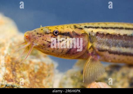 Les poissons-intempéries (Misgurnus fossiris) dans l'habitat naturel sous-marin - détail de la tête Banque D'Images