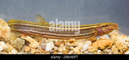 Les poissons-intempéries (Misgurnus fossiris) dans l'habitat naturel sous-marin Banque D'Images