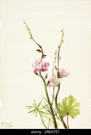 Sans titre (étude Flower. Aquarelle sur papier. Date: 1939. Musée: Smithsonian American Art Museum. Banque D'Images