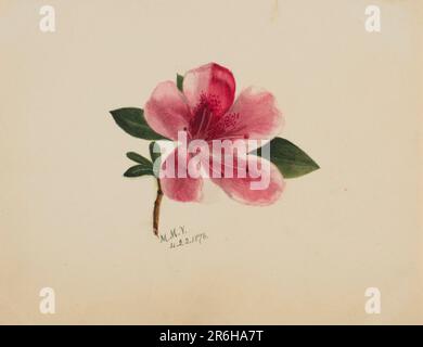 (Sans titre--Etude Flower). Date: 1876. Aquarelle sur papier. Musée: Smithsonian American Art Museum. Banque D'Images