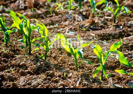 1990S PLANTULES DE MAÏS POUSSANT DANS UN SOL RICHE COMTÉ DE LANCASTER PENNSYLVANIE ÉTATS-UNIS - KF35352 NET002 CULTURES DE GRAINS DE CULTURES DE HARS CROISSANCE ANCIEN RENOUVELLEMENT Banque D'Images