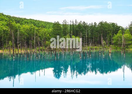 Paysage de l'étang bleu de Biei à Hokkaido, Japon Banque D'Images