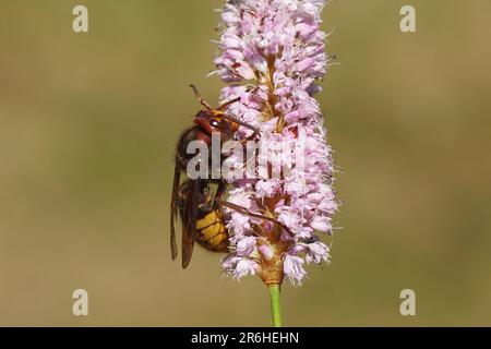 Grand hornet européen (Vespa crabro), famille des Vespidés) sur des fleurs de bistorts (Bistorta officinalis, synonyme Persicaria bistorta), famille des quais Banque D'Images