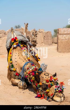 Un chameau décoré sur un terrain dans le désert du Cholistan au Pakistan Banque D'Images