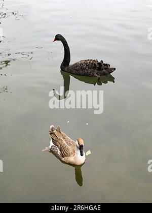 Une scène tranquille de lac avec deux oiseaux aquatiques, un canard et un cygne noir, nageant dans les eaux tranquilles Banque D'Images