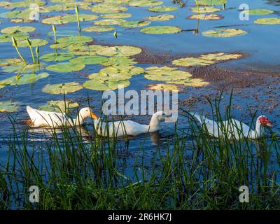 Trois canards d'affilée, un Muscovy et deux canards blancs avec des notes jaunes parmi les palandes et les roseaux verts sur l'eau du lac, Australie Banque D'Images