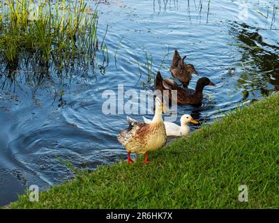 Un assortiment de quatre canards, un Muscovy et deux canards blancs sur l'eau du lac, en Australie Banque D'Images