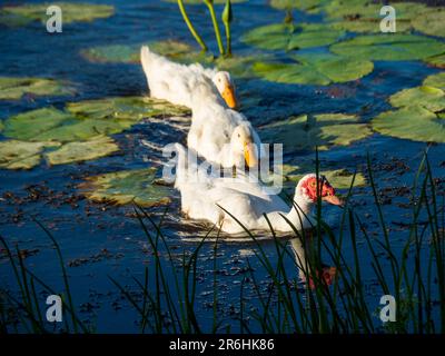 Trois canards, un Muscovy et deux canards blancs avec des notes jaunes parmi les nénuphars sur l'eau du lac, Australie Banque D'Images